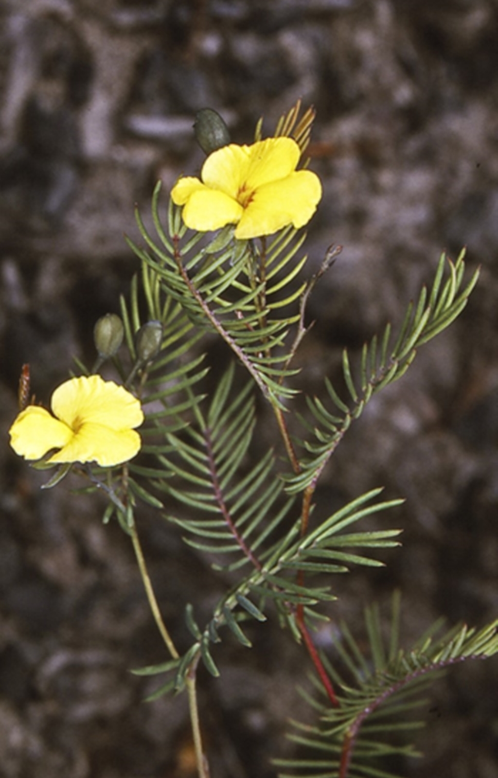 Gompholobium pinnatum at Conjola National Park - 28 Nov 1996