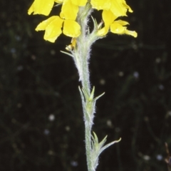 Goodenia glomerata at Morton National Park - 14 Nov 1997 by BettyDonWood