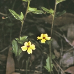 Goodenia heterophylla subsp. eglandulosa (Variable Goodenia) at Jervis Bay National Park - 15 Sep 1996 by BettyDonWood