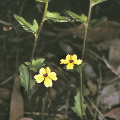 Goodenia heterophylla subsp. eglandulosa (Variable Goodenia) at Jervis Bay National Park - 14 Sep 1996 by BettyDonWood