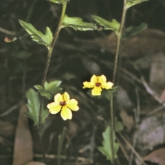 Goodenia heterophylla subsp. eglandulosa (Variable Goodenia) at Jervis Bay National Park - 14 Sep 1996 by BettyDonWood