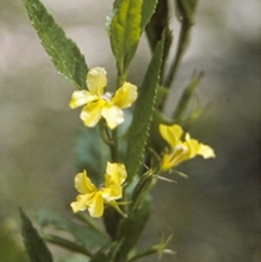 Goodenia ovata (Hop Goodenia) at Currowan State Forest - 25 Dec 1995 by BettyDonWood