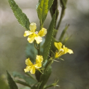 Goodenia ovata at Currowan State Forest - 26 Dec 1995 12:00 AM