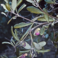 Grevillea arenaria subsp. arenaria (Nepean Spider Flower) at Bomaderry, NSW - 8 Aug 1997 by BettyDonWood