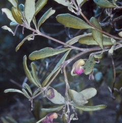 Grevillea arenaria subsp. arenaria (Nepean Spider Flower) at Bomaderry, NSW - 7 Aug 1997 by BettyDonWood