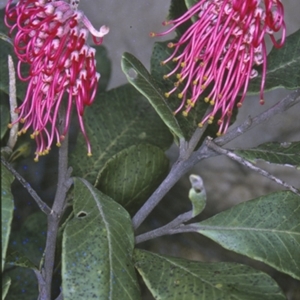 Grevillea macleayana at South Pacific Heathland Reserve - 13 Aug 1996 12:00 AM