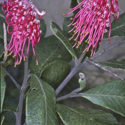 Grevillea macleayana (Jervis Bay Grevillea) at South Pacific Heathland Reserve - 13 Aug 1996 by BettyDonWood