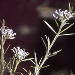 Grevillea patulifolia at Morton National Park - 18 Mar 1996 by BettyDonWood