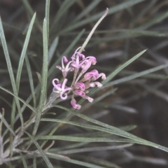 Grevillea patulifolia at Yerriyong State Forest - 25 Oct 1996 by BettyDonWood