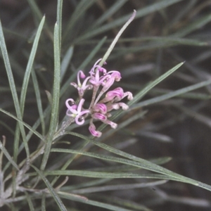 Grevillea patulifolia at Yerriyong State Forest - 26 Oct 1996