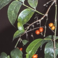 Gynochthodes jasminoides (Sweet Morinda) at Bangalee, NSW - 28 Apr 1996 by BettyDonWood