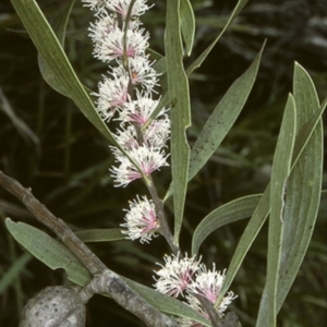 Hakea dactyloides at Morton National Park - 26 Oct 1996