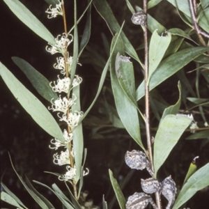 Hakea salicifolia subsp. salicifolia at Bomaderry Creek Regional Park - 27 Sep 1997