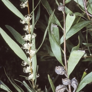 Hakea salicifolia subsp. salicifolia at Bomaderry Creek Regional Park - 27 Sep 1997 12:00 AM