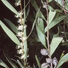 Hakea salicifolia subsp. salicifolia (Willow-leaved Hakea) at Bomaderry Creek Regional Park - 26 Sep 1997 by BettyDonWood