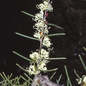 Hakea teretifolia subsp. teretifolia at Morton National Park - 14 Nov 1997