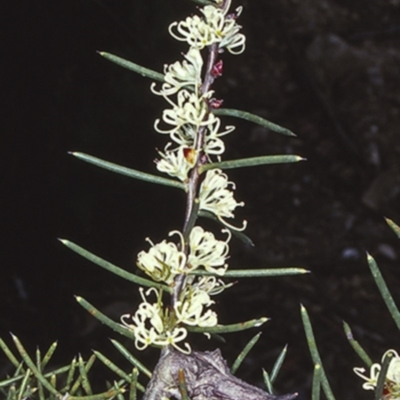 Hakea teretifolia subsp. teretifolia (Dagger Hakea) at Morton National Park - 13 Nov 1997 by BettyDonWood