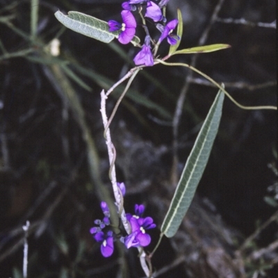 Hardenbergia violacea (False Sarsaparilla) at Jervis Bay National Park - 10 Aug 1996 by BettyDonWood