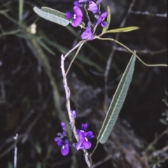 Hardenbergia violacea (False Sarsaparilla) at Jervis Bay National Park - 10 Aug 1996 by BettyDonWood