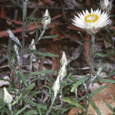 Helichrysum leucopsideum (Satin Everlasting) at Mogo State Forest - 15 Nov 1997 by BettyDonWood