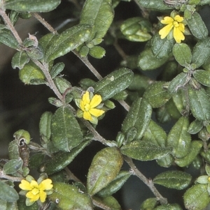 Hibbertia aspera subsp. aspera at Benandarah State Forest - 18 Sep 1996 12:00 AM