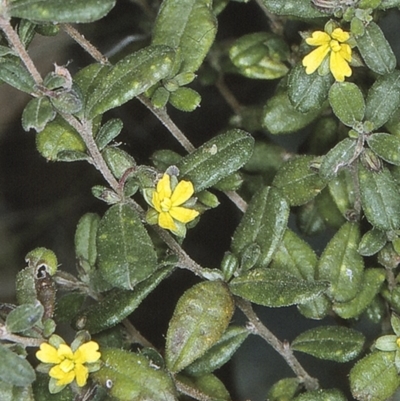 Hibbertia aspera subsp. aspera at Benandarah State Forest - 18 Sep 1996 by BettyDonWood