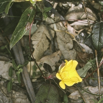 Hibbertia dentata (Twining Guinea Flower) at Bangalee Walking Track - 13 Sep 1996 by BettyDonWood