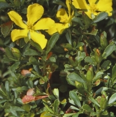 Hibbertia diffusa (Wedge Guinea Flower) at Mogo State Forest - 15 Nov 1997 by BettyDonWood