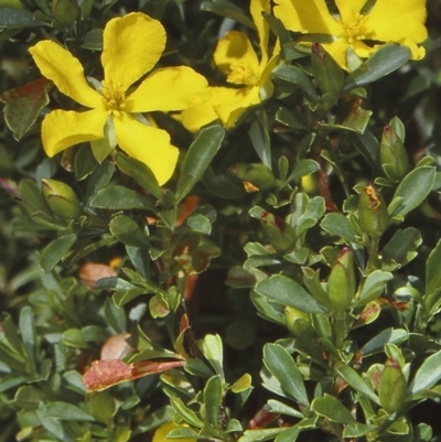 Hibbertia diffusa (Wedge Guinea Flower) at Mogo State Forest - 15 Nov 1997 by BettyDonWood