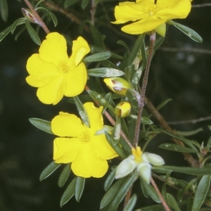 Hibbertia linearis at Jervis Bay National Park - 11 Aug 1996