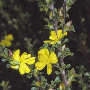 Hibbertia monogyna at Bomaderry Creek Regional Park - 15 Sep 1996