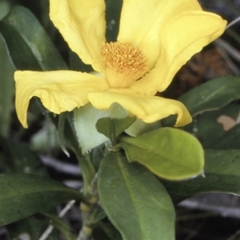 Hibbertia scandens (Climbing Guinea Flower) at Jervis Bay National Park - 25 Oct 1996 by BettyDonWood