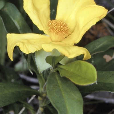 Hibbertia scandens (Climbing Guinea Flower) at Jervis Bay National Park - 25 Oct 1996 by BettyDonWood