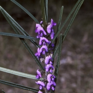 Hovea linearis at Bomaderry Creek Regional Park - 8 Aug 1997 12:00 AM