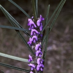Hovea linearis (Narrow-leaved hovea) at Bomaderry Creek Regional Park - 7 Aug 1997 by BettyDonWood