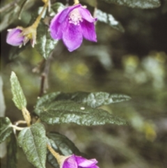 Howittia trilocularis (Blue Howittia) at Monga National Park - 20 Nov 1996 by BettyDonWood