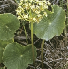 Hydrocotyle bonariensis (Pennywort) at Comerong Island Nature Reserve - 28 Dec 1996 by BettyDonWood