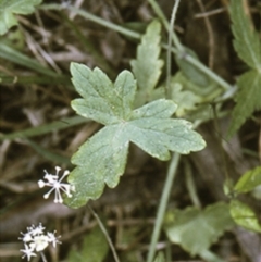 Hydrocotyle geraniifolia (Forest Pennywort) at Buckenbowra State Forest - 20 Mar 1997 by BettyDonWood