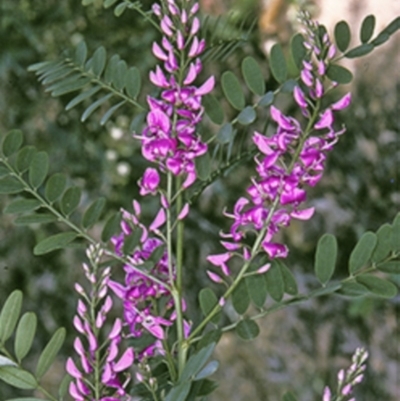 Indigofera australis subsp. australis (Australian Indigo) at Bangalee, NSW - 16 Sep 1996 by BettyDonWood