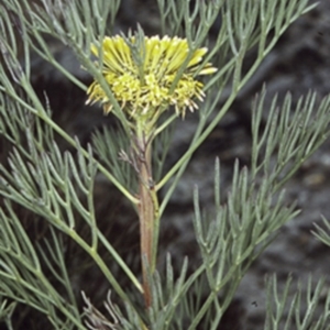 Isopogon anethifolius at Morton National Park - 26 Oct 1996 12:00 AM