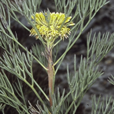 Isopogon anethifolius at Morton National Park - 25 Oct 1996 by BettyDonWood