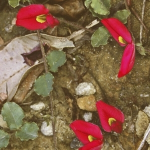 Kennedia prostrata at Conjola National Park - 17 Sep 1996