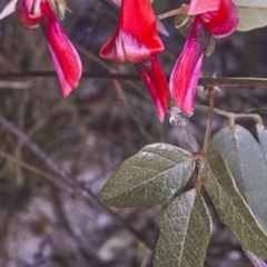 Kennedia rubicunda (Dusky Coral Pea) at Lake Conjola, NSW - 13 Aug 1996 by BettyDonWood