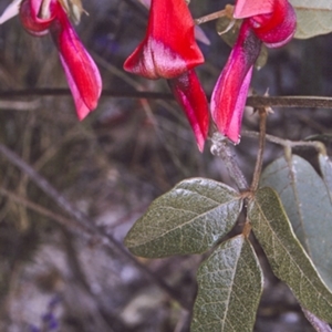 Kennedia rubicunda at Lake Conjola, NSW - 13 Aug 1996 12:00 AM