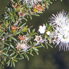 Kunzea ambigua (White Kunzea) at Worrowing Heights, NSW - 28 Dec 1995 by BettyDonWood