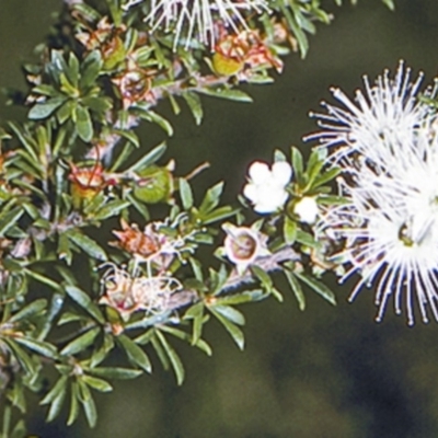 Kunzea ambigua (White Kunzea) at Worrowing Heights, NSW - 28 Dec 1995 by BettyDonWood