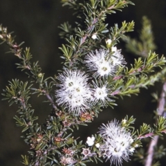 Kunzea ambigua at Worrowing Heights, NSW - suppressed