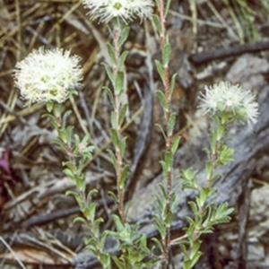 Kunzea capitata at Morton National Park - 14 Nov 1996