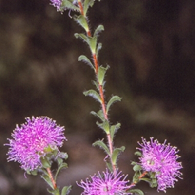 Kunzea capitata (Pink Kunzea) at Hyams Beach, NSW - 24 Oct 1996 by BettyDonWood