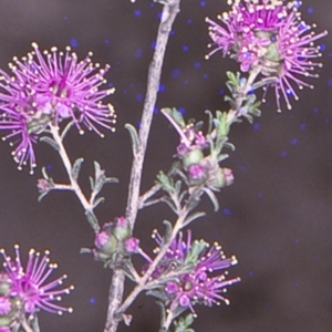 Kunzea parvifolia at Sassafras, NSW - 14 Nov 1996 12:00 AM